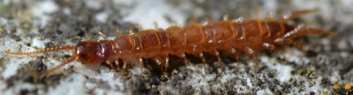 Lithobius sp.